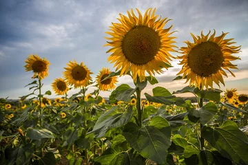 Crédence de cuisine en verre imprimé Tournesol Summer sunflowers meadow with the blue sky.