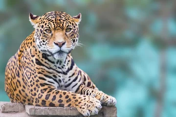 Poster Im Rahmen Leopard, der Kameraporträt betrachtet © Marco