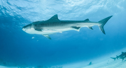 Tiger shark at Tigerbeach, Bahamas