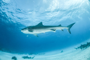 Tiger shark at Tigerbeach, Bahamas