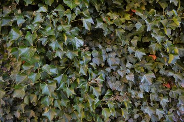 dark green ivy leaves in wallpaper style