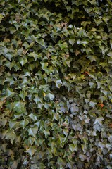dark green ivy in a vertical format