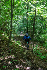 Obraz premium Mountainbiker im Wald Singletrail