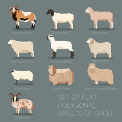 Set of flat polygonal breeds of sheep icons