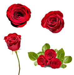 Fototapeta premium flower rose petal blosspm background