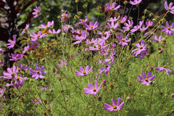 Obraz na płótnie Canvas Cosmos Flower - high pink summer flowers, the flowers look like a Daisy, background