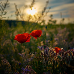 Obraz premium Mohnblumen im Gegenlicht