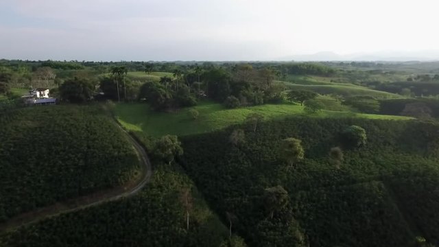 Aerial: panoramic view of coffee crops mountain range with sideroad