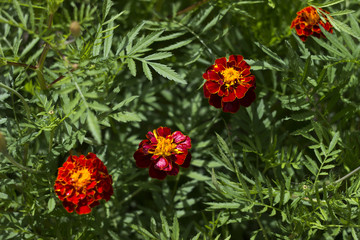Marigolds bloom in the garden in summer, a beautiful bright orange-yellow flowers background