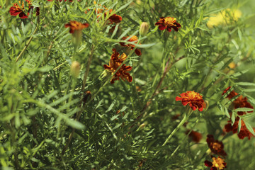 Marigolds bloom in the garden in summer, a beautiful bright orange-yellow flowers background