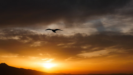 Sunset or sunrise over the sea with seagull and clouds. the concept of tranquility, calm, rest and travel.