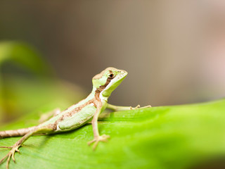 Portrait of Serated Caquehesd Iguana lizard be on the lookout - Laemanctus serratus