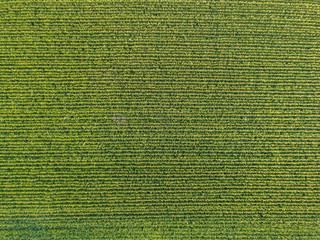 Aerial view of corn field
