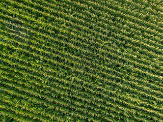 Aerial view of corn field