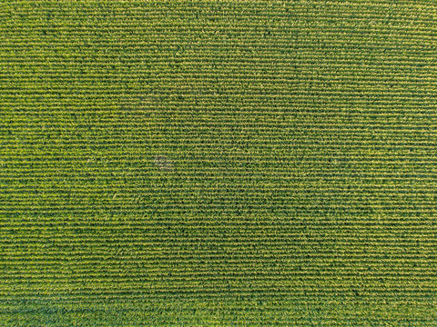 Aerial View Of Corn Field