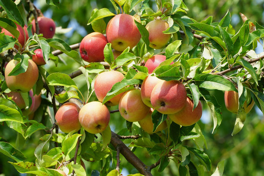 Äpfel am Baum im Sommer