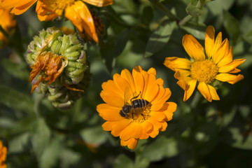 Calendula - orange flowers bloom in the garden in the garden. Medical plant