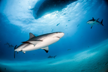 Caribbean reef shark at the Bahamas