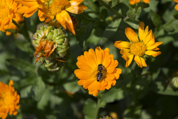 Calendula - orange flowers bloom in the garden in the garden. Medical plant