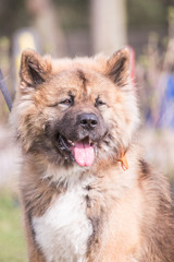 american akita adult dog living in belgium