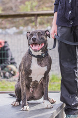 American Staff dog living in Belgium