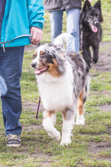 Australian shepherd dog living in Belgium