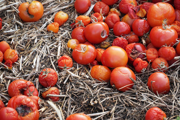 Ernteausfall und Überproduktion