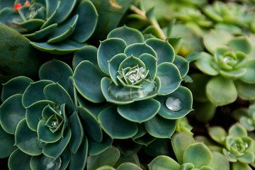  Succulent plant and dew