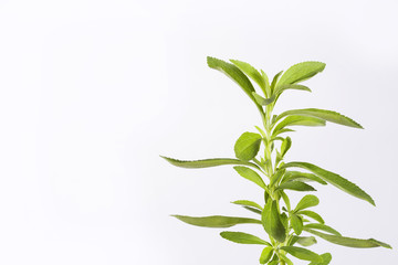 Fototapeta na wymiar Fresh green leaves stevia - Stevia rebaudiana