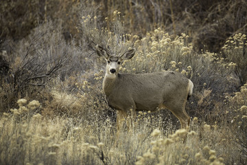 Doe in Colorado