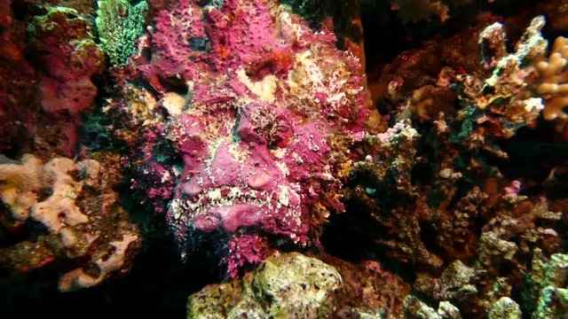 Red Sea Diving, Stone Fish at Coral Reef, Hurghada Safaga Sharm El Sheik Egypt