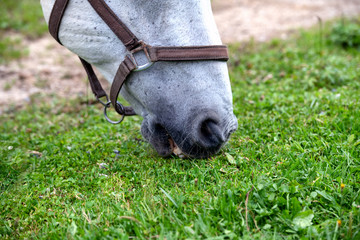 White Lipizzan Horse Grazing in Stable, close up