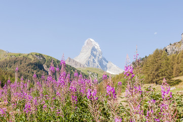 Zermatt, Wallis, Matterhorn, Alpen, Schweizer Berge, Furi, Zmutt, Bergblumen, Bergwiesen,...