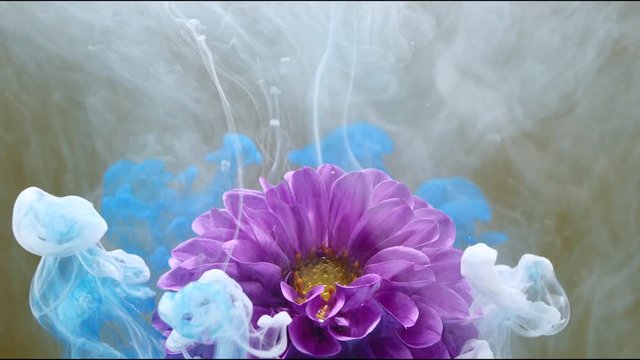 Amazing spreading of blue and white paints on a beautiful flower