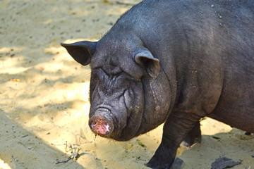 Big and fat black boar pig background