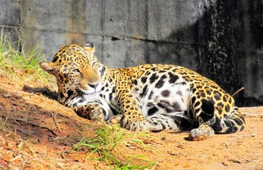 jaguar