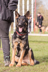 German shephed dog living in belgium