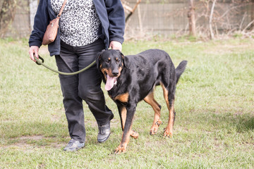 German shephed dog living in belgium