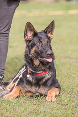 German shephed dog living in belgium