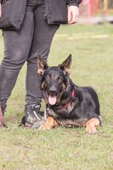 German shephed dog living in belgium