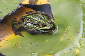 Frog Pelophylax    (Pelophylax)