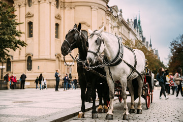 Prague, Czech Republic. Two Horses In Old-fashioned Coach At Old Town Square.