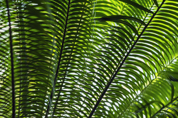 Tropical date palm tree branches close-up with natural light. Abstract texture, natural exotic jungle green background. Natural pattern