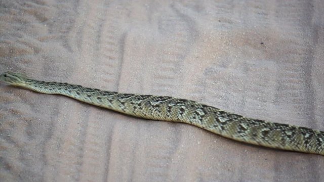 Puff adder on the road in Kgalagadi Transfortier Park, South Africa.
