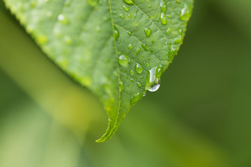 Leaf with drops of Water