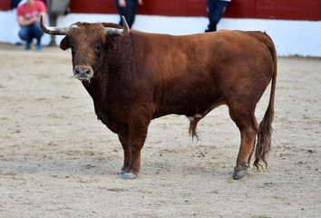 toro en españa