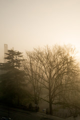 Foggy landscape at sunrise in Rovigo, a small town in the Po valley in Veneto near Venice.  In the shot also the main landmark of the city, the Donà tower, an old medieval brick tall structure 