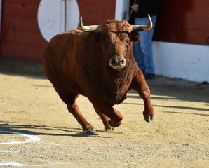 toro en españa