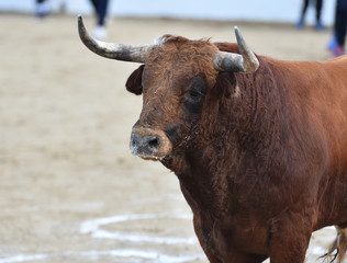 toro en españa