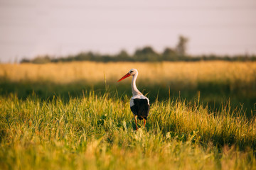 Adult European White Stork Standing In Green Summer Grass In Belarus